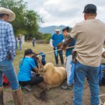 Brindan atención veterinaria a 135 caballos de trabajo en la Campaña Equina