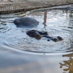 Ordena Profepa medidas de urgente aplicación a Zoológico Wameru