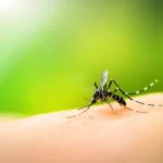 Hasta el momento la SESA registra 13 casos de dengue cuatro de ellos en Jalpan de Serra.