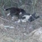 Continúan Envenenando Mascotas en San Antonio Tancoyol