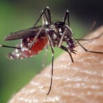  Ha tenido Jalpan de Serra 4 casos de Dengue en 2025