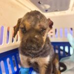 Rescata IMPA de El Marqués a tres cachorritos de un incendio.