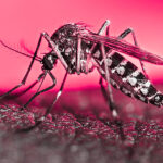 Atiende SESEQ brote de dengue en Peñamiller