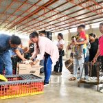 Jalpan impulsa la economía familiar con entrega de aves de traspatio