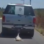 Cero tolerancia: Municipio de Querétaro denuncia crueldad animal