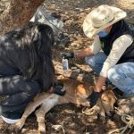 #Salud | 23 nuevos casos de gusano barrenador se registran esta semana en Querétar