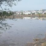 Retiran lirio en bordo Benito Juárez en la capital; autoridades esperan disminución de mosquitos en la zona.