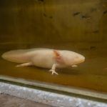 Asegura IMPA especies exóticas y endémicas de Querétaro