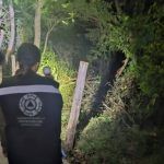 Avistan oso negro en Jalpan de Serra