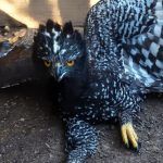 Documentan el primer avistamiento del águila tirana en la Sierra Gorda