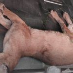 Hallan puma sin vida en Xilitla; organización denuncia presunta caza furtiva