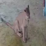 Activan protocolo de seguridad por avistamiento de puma en Puerto Hondo