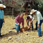 Suma Querétaro 78 casos de gusano barrenador; Landa concentra la mayor cifra