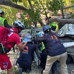 Tras fatal caída de árbol, revisan arbolado de la Alameda Hidalgo