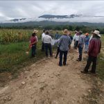 Plaga de langosta llega a Jalpan; autoridades mantienen monitoreo en campo