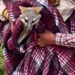 Zorra gris da positivo a rabia en Cancún; buscan a personas que tuvieron contacto con el animal