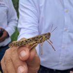 Refuerzan monitoreo por presencia de langosta centroamericana en Arroyo Seco
